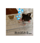 すーくんでちゅー。（個別スタンプ：6）
