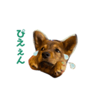 我が家のゼン1（個別スタンプ：4）