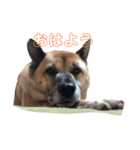 小梅のほのぼの日常no4（個別スタンプ：1）