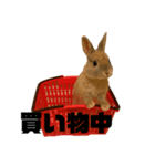 うさぎさんのこむぎ⑤（個別スタンプ：1）