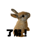 うさぎさんのこむぎ⑤（個別スタンプ：3）