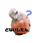 アキクサインコおはぎの日常（個別スタンプ：3）