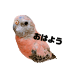 アキクサインコおはぎの日常（個別スタンプ：4）