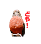 アキクサインコおはぎの日常（個別スタンプ：5）