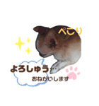 チワワ のテツ ver.2（個別スタンプ：2）