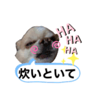 チワワ のテツ ver.2（個別スタンプ：3）