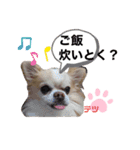 チワワ のテツ ver.2（個別スタンプ：4）