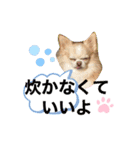 チワワ のテツ ver.2（個別スタンプ：5）