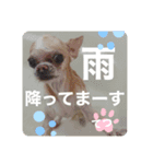 チワワ のテツ ver.2（個別スタンプ：6）