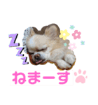 チワワ のテツ ver.2（個別スタンプ：7）