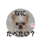 チワワ のテツ ver.2（個別スタンプ：8）