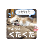 チワワ のテツ ver.2（個別スタンプ：9）