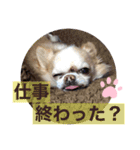 チワワ のテツ ver.2（個別スタンプ：10）