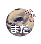チワワ のテツ ver.2（個別スタンプ：11）