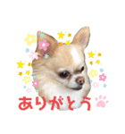 チワワ のテツ ver.2（個別スタンプ：13）