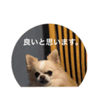 チワワ のテツ ver.2（個別スタンプ：14）