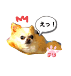 チワワ のテツ ver.2（個別スタンプ：15）