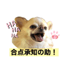 チワワ のテツ ver.2（個別スタンプ：16）