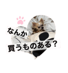 チワワ のテツ ver.2（個別スタンプ：17）