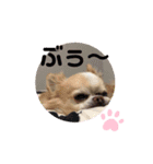 チワワ のテツ ver.2（個別スタンプ：18）