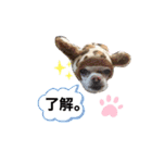 チワワ のテツ ver.2（個別スタンプ：19）