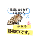 チワワ のテツ ver.2（個別スタンプ：21）
