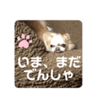 チワワ のテツ ver.2（個別スタンプ：22）