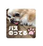 チワワ のテツ ver.2（個別スタンプ：23）