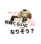 チワワ のテツ ver.2（個別スタンプ：24）