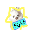 ブサかわチワワん（個別スタンプ：1）