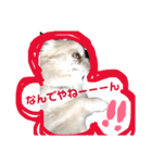 ブサかわチワワん（個別スタンプ：8）
