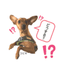 ミニピン こびき No.1（個別スタンプ：2）