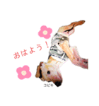 ミニピン こびき No.1（個別スタンプ：9）