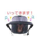 ミニピン こびき No.1（個別スタンプ：13）