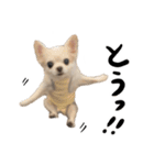 ぼくごまお（個別スタンプ：2）