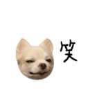 ぼくごまお（個別スタンプ：4）