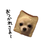 ぼくごまお（個別スタンプ：8）