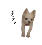 ぼくごまお（個別スタンプ：10）