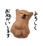 ぼくごまお（個別スタンプ：13）