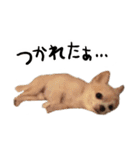 ぼくごまお（個別スタンプ：23）
