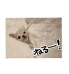 ぼくごまお（個別スタンプ：24）