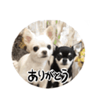 ぼくごまお（個別スタンプ：28）