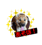 柴犬ハクト（個別スタンプ：1）