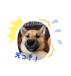 柴犬ハクト（個別スタンプ：2）