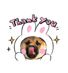 柴犬ハクト（個別スタンプ：3）
