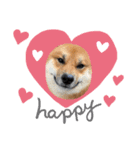柴犬ハクト（個別スタンプ：4）