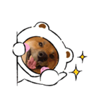柴犬ハクト（個別スタンプ：8）