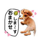 なかよしワンコM＆S③（個別スタンプ：11）