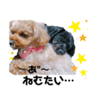 なかよしワンコM＆S③（個別スタンプ：31）