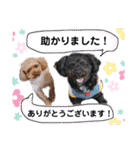 なかよしワンコM＆S③（個別スタンプ：36）